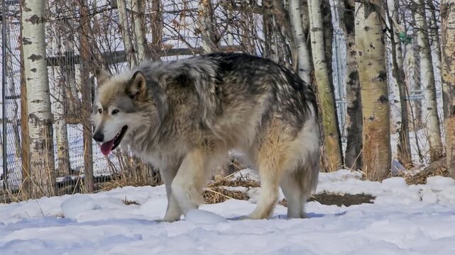 Gray wolf walks through snow in a winter woodland habitat, capturing a strong wildlife moment with thick fur, steady movement, and a cold forest setting in natural daylight.