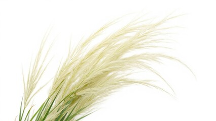 Fototapeta premium Close up of a bunch of yellow and green grass blades, showing natural texture.