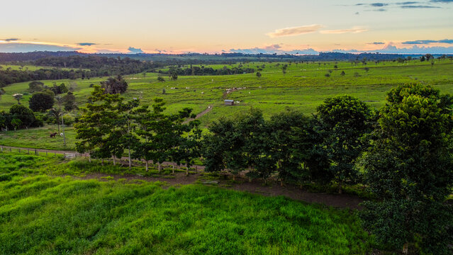 Family Farming with NGO Support in the Amazon Forest Agricultura Familiar Sustent&aacute;vel e Apoio Ambiental