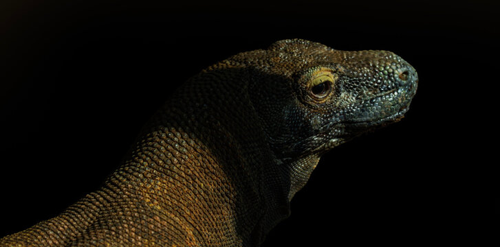 Komodo dragon lying on ground in zoo enclosure. Close up head of komodo dragon reptile. Exotic komodo dragon resting on brown soil background. Monitor lizard face with textured reptile skin.