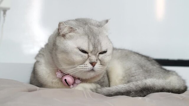 Sleepy grumpy cat gray silver fur with green eyes and pink collar bell lying on bed relaxed domestic pet animal short hair cute feline fluffy whisker Scottish Fold indoor white background