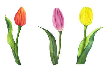 Obraz premium orange, pink, and yellow tulip buds with beautiful leaves, a set of watercolor illustrations for postcards, packaging, stickers, dishes, and textiles