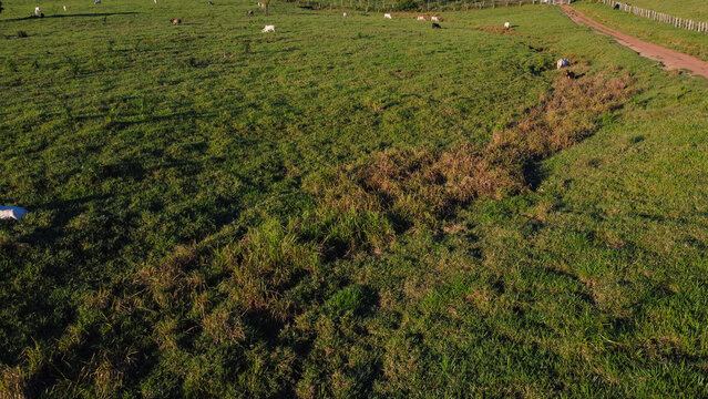 Technical field study of Paspalum virgatum L. management in the Legal Amazon. The image demonstrates the selective combat against invasive razorgrass while preserving Brachiaria brizantha pastures