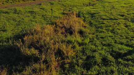 Technical field study of Paspalum virgatum L. management in the Legal Amazon. The image demonstrates the selective combat against invasive razorgrass while preserving Brachiaria brizantha pastures © rafael