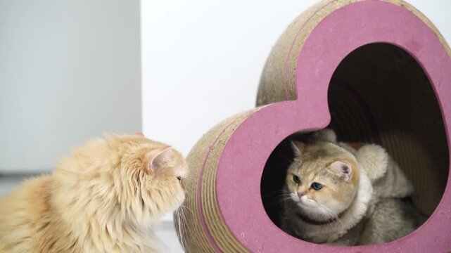 Fluffy golden cat and cream feline in cozy heart shaped cat scratcher house, adorable pet animals with soft fur, playful interaction, whiskers, companionship, and warm indoor friendship