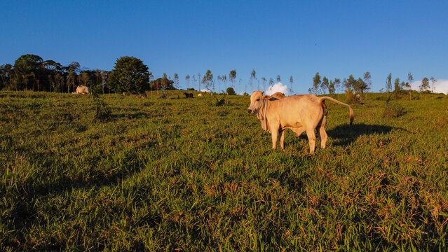 Nelore bull looking at drone with aircraft shadow in Amazon. / Boi Nelore olhando para drone com sombra da aeronave na Amaz&ocirc;nia. Manejo calmo.