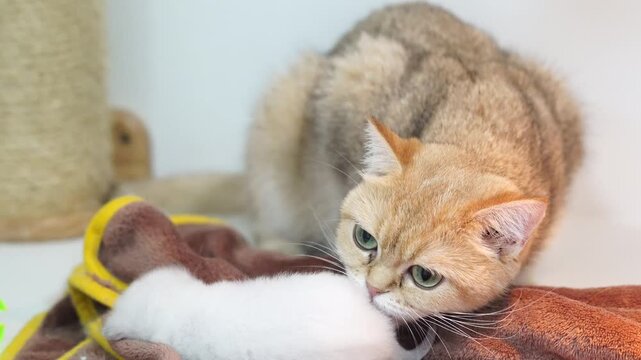 Curious brown tabby cat with green eye gently bite white kitten and plush toy on soft brown towel, playful affectionate gentle feline indoors, adorable pet behavior, relaxed atmosphere