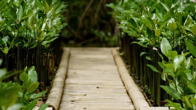 Mangrove Propagule Seedling Sprouting in Polybag for Coastal Reforestation, Environmental Conservation Project, Wetland Ecosystem Restoration Issue, Tsunami Wave Barrier, and Mangrove Farming Step.