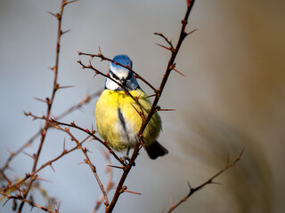 Fototapeta premium Blaumeise, Cyanistes caeruleus