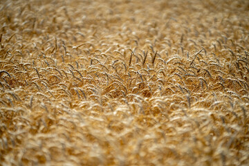 Naklejka premium Wheat background for agricultural and organic themes. Wheat background farmland. Textured wheat background for rural and agrarian concepts. Natural wheat background with golden harvest.