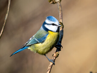 Blaumeise, Cyanistes caeruleus © Lothar Lenz