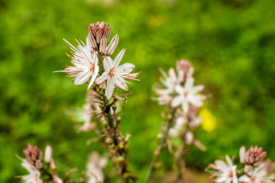 Close-up of white branched asphodel (Asphodelus ramosus) blooming on a spring Maltese meadow. Beautiful wild flowers against a blurred green grass background.