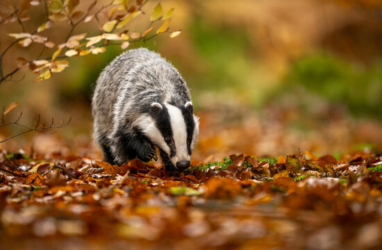 Badger close up ( Meles meles )
