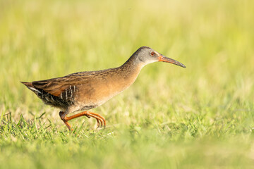 Obraz premium Virginia Rail (Rallus limicola) taken at Yolo Bypass Wildlife Area, Davis, California 