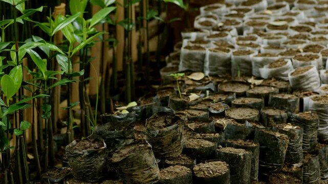 Closeup Mangrove Propagule Seedling Sprouting in polybag or grow bag for Coastal Reforestation Planting. Environmental Conservation Project. Coastal Ecosystem Restoration. Wetland Mangroves Seawall 