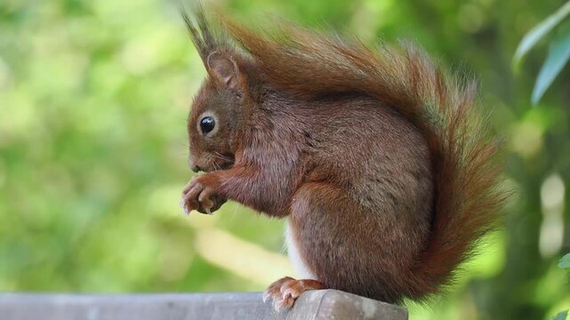 Eurasisches Eichh&ouml;rnchen, Sciurus vulgari