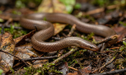 Fototapeta premium Pfeffer’s reed snake slithering through moist tropical forest floor