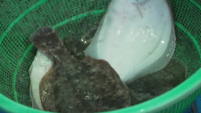 Cinematic slow motion of a fresh flounder jumping and flipping in a plastic basket [4K]