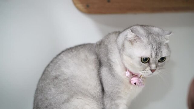 Scottish Fold cat gray fur round face big eyes pink collar indoor sitting calm adorable pet soft texture domestic animal relaxed mood silver cat short hair pink collar bell sitting looking up gentle