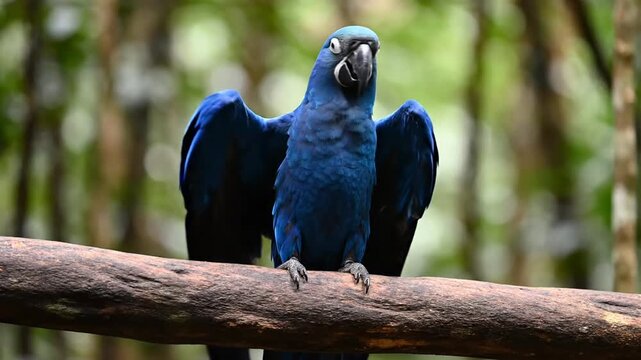 Rare Spix's Macaw parrot displaying its blue wings on a branch