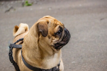 Obraz premium portrait of a young light brown pug in profile, on leash, close-up, street, dark background, wrinkled, beautiful face, companion dog, domestic, cute, walk, rest, healthy lifestyle, animal care,