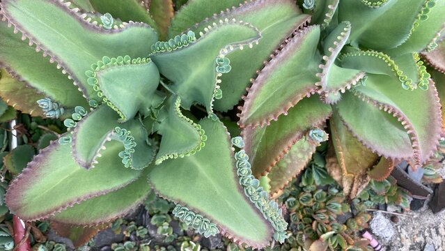 Detail of Kalanchoe Daigremontiana Plant for Natural Botany Background