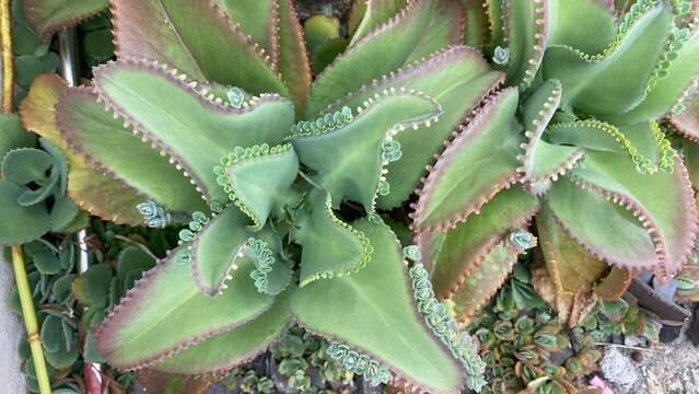 Detail of Kalanchoe Daigremontiana Plant for Natural Botany Background