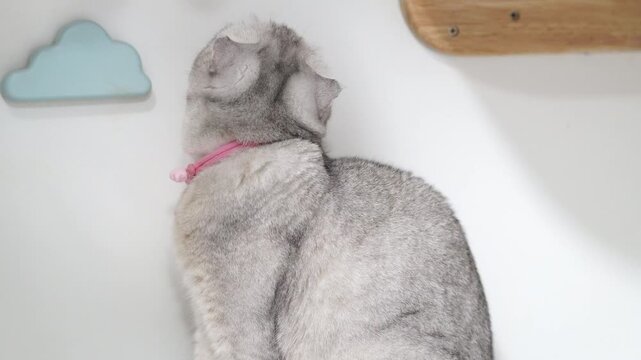Gray cat with pink collar sitting and looking away on white wall and wooden shelf, blue cloud decor, fluffy fur, playful indoor pet animal, adorable feline, calm mood, gentle domestic short hair