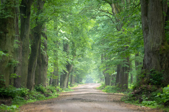 Avenue in old green forest