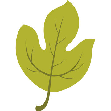 Green sassafras leaf, vector flat illustration of autumn foliage for seasonal design