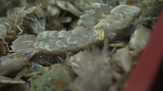 Extreme macro slow motion of a fresh mud shrimp (Squilla oriformis) moving on deck [4K]