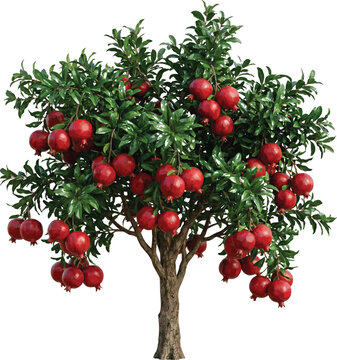 Pomegranate Tree with Fruits