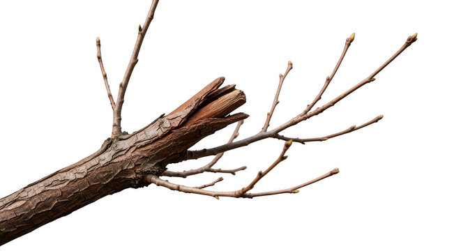 Brown tree branch with no leaves