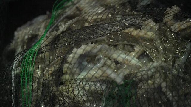 Extreme macro slow motion of webfoot octopus tentacles pushing through fishing net mesh [4K]