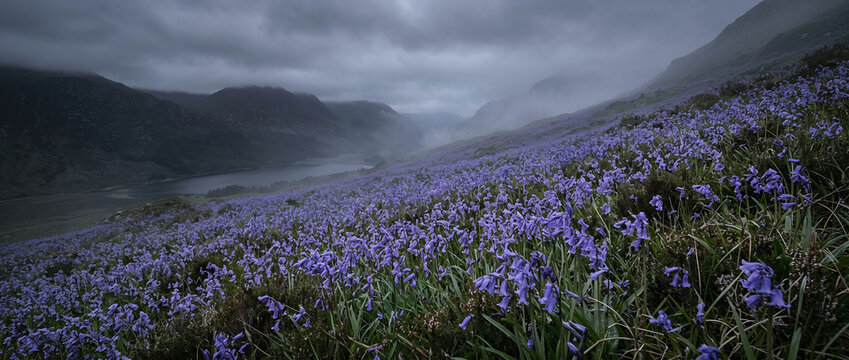 A carpet of purple bluebells blankets a sloping hillside and valley, fading into mist and low clouds above a distant lake, creating a moody, tranquil spring landscape ideal for nature and travel image