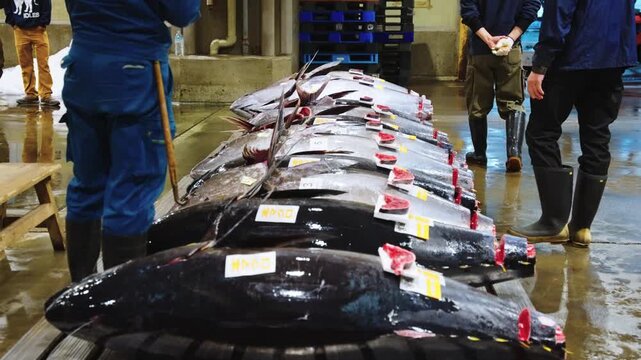 4k Tuna Auctions in Japan, Fish Mongers Inspect Giant Blue Fin Tuna