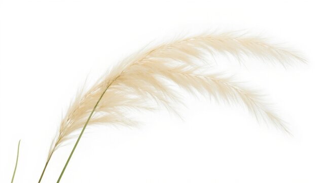 Pampas grass with long feathery plumes against a white background.