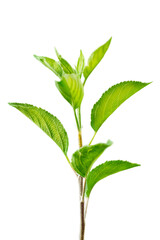 Fototapeta premium Apple tree sprout with green leaves isolated on transparent background, selective focus.