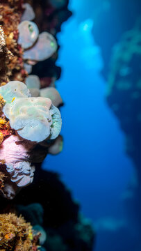Gros plan sur un corail mou dans un r&eacute;cif tropical
