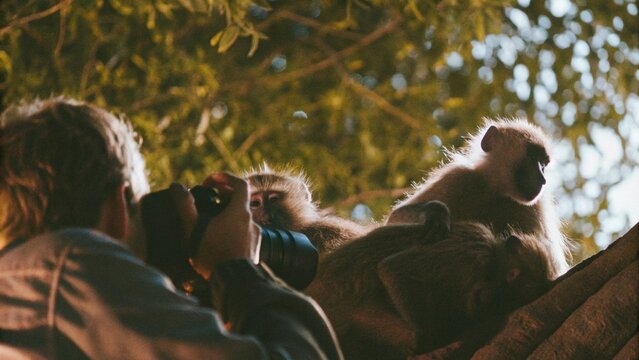 A group of monkeys sleep on tree at night, Hwange National Park, Zimbabwe.