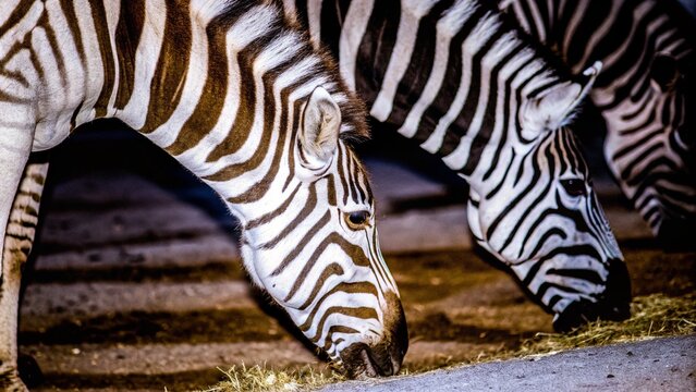 Close up of a group of plains zebras grazing at night, Hwange National Park, Zimbabwe.