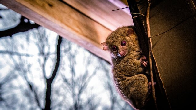 Slowmotion of A female colugo (Galeopterus variegatus) with baby gliding from treetop at night , Singapore.
