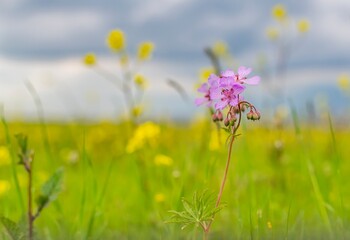Obraz premium Crane's beak flower (Geranium) is a plant that grows naturally in the wild. This video was filmed in Makamdagi, Ergani District, Diyarbakir.