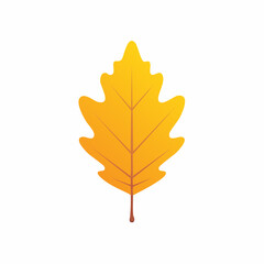 Fototapeta premium Autumn Oak Leaf