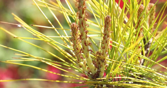 Pine tree in Korean garden