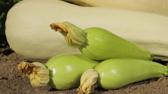 Young zucchini fruits arranged on soil near plants, small fresh squash harvest in garden, close up of organic vegetables, agriculture and farming concept, natural healthy food from farm