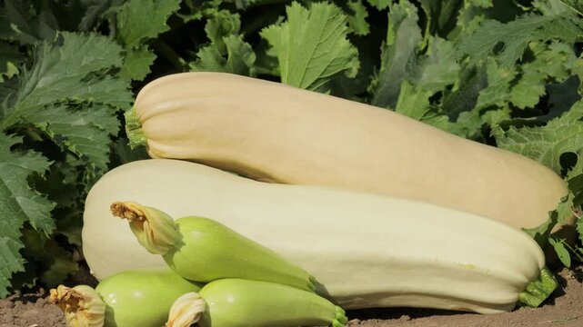 Fresh zucchini varieties arranged on soil near plants, green and white squash harvest in garden, slow top down camera movement, organic farming and agriculture concept, natural vegetables and healthy 