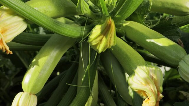 Close up of zucchini plant with healthy growing fruits and flowers, fresh green squash developing on vine, organic farming and agriculture concept, natural crop growth in garden