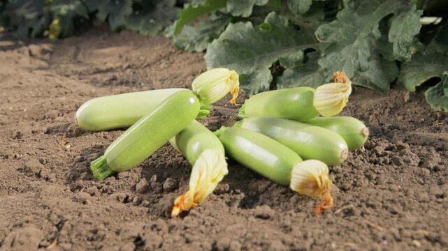 Fresh harvested zucchini arranged on soil near plants, ripe green squash vegetables in garden, organic farming and agriculture concept, natural produce and healthy food from farm