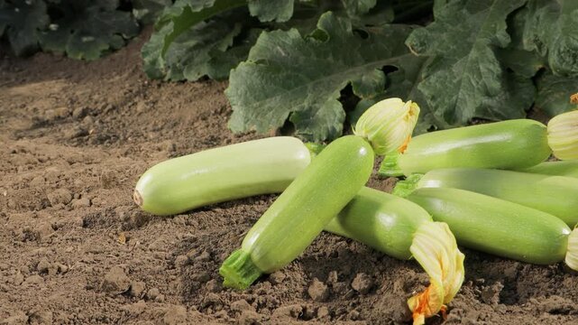 Fresh harvested zucchini placed on soil near plants, camera moving left to right, ripe green squash vegetables in garden, organic farming and agriculture, natural produce and healthy food concept